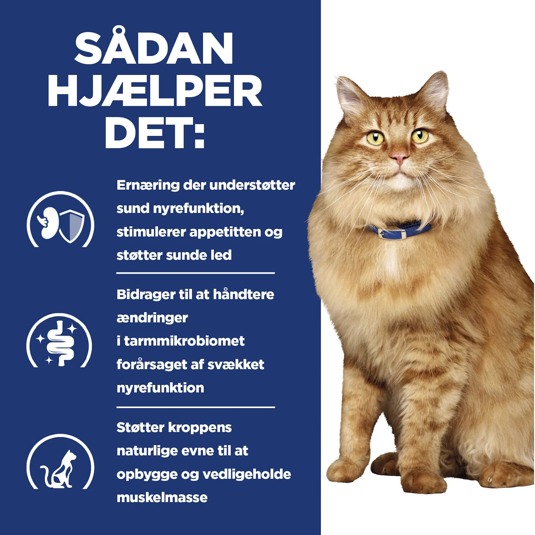Hill's PRESCRIPTION DIET k/d + Mobility vådfoder til katte med kylling - 12x85g portionsposer - Image 11