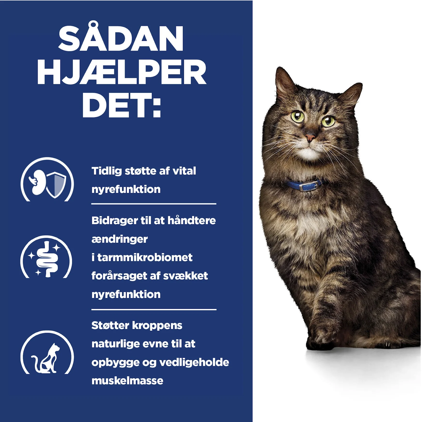 Hill’s PRESCRIPTION DIET k/d Early Stage vådfoder 12x85g til katte med kylling - Nyrepleje i tidligt stadie - Image 9