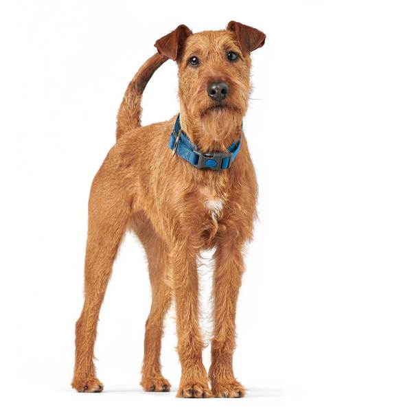 Hundehalsbånd fra Hunter, London, god til hvalpe - Blå - Image 4