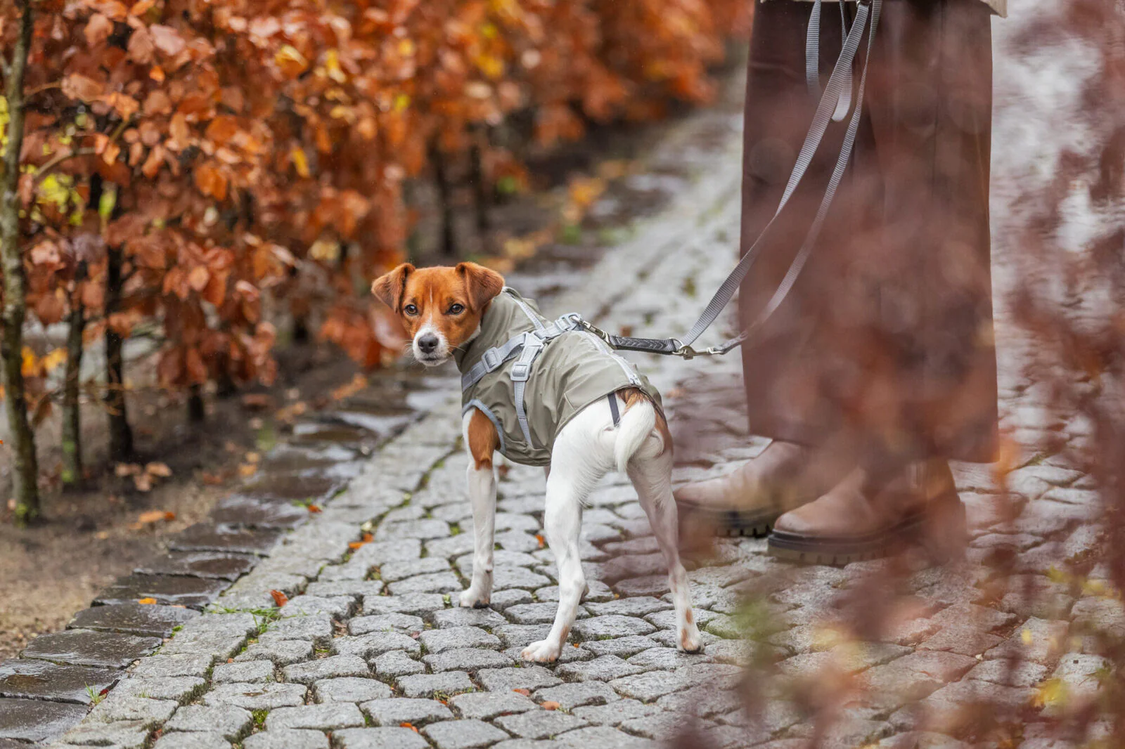 Hundejakke, trendy, lækker & grøn (vand- & vindafvisende) - Image 6