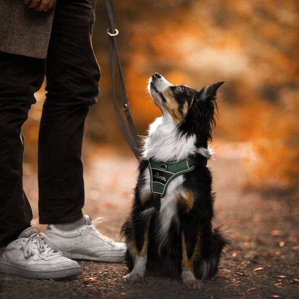 Hundesele fra Hunter, Divo - Grøn/Grå - Image 7
