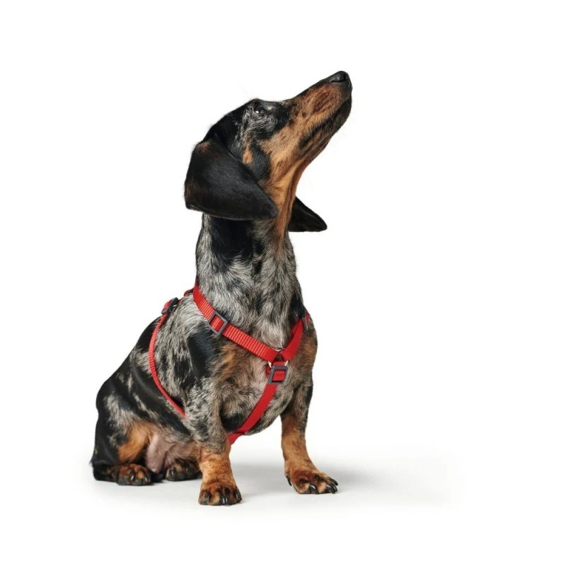 Hundesele fra Hunter, London, god til hvalpe - Orange - Image 4