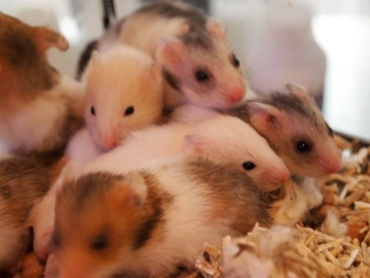 Nyt kæledyr, GuldHamster