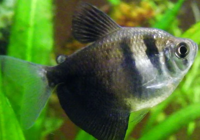 Tetra - Sort tetra